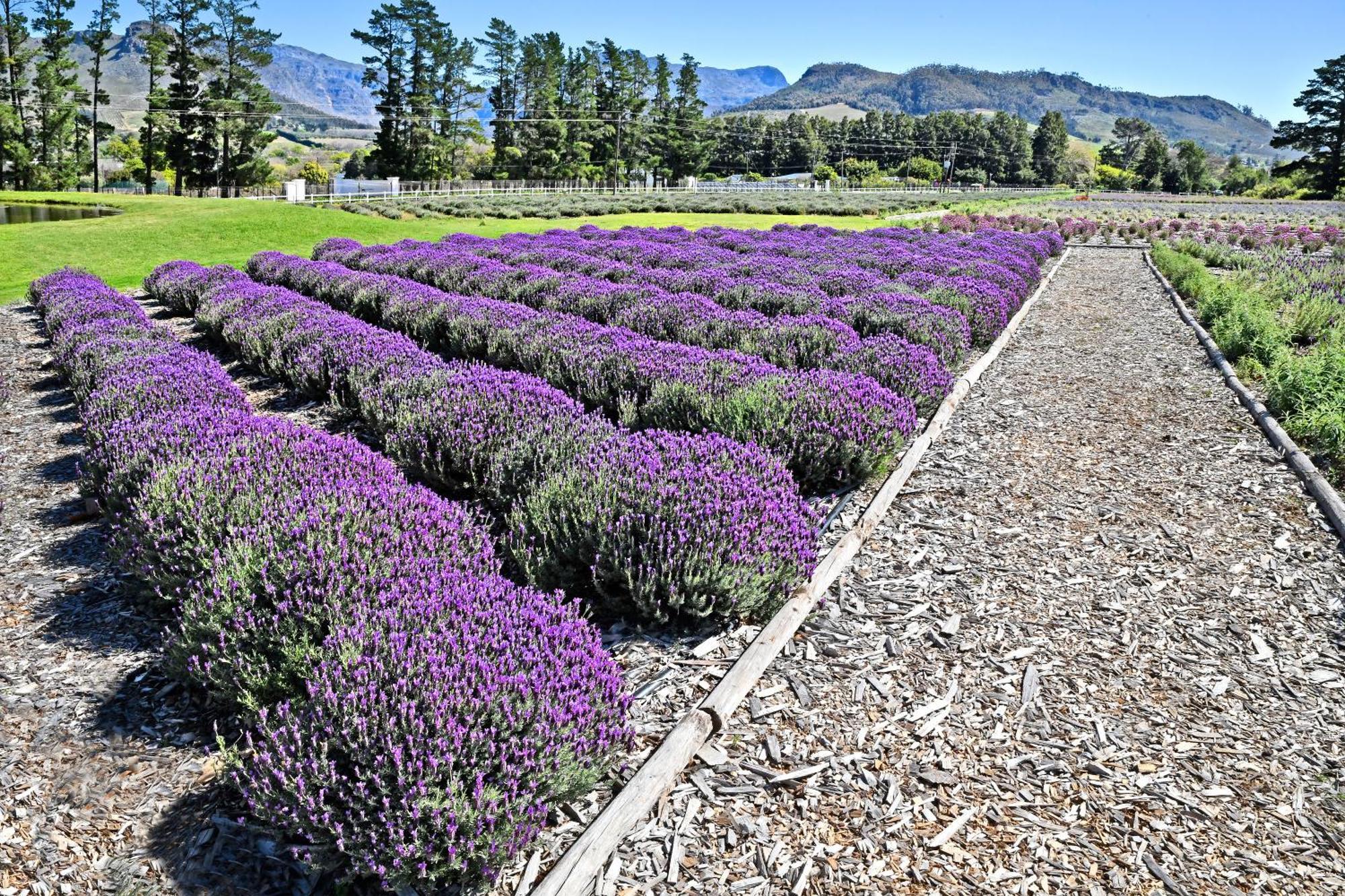 Lavender Farm Boutique Guest House Franschhoek Luaran gambar