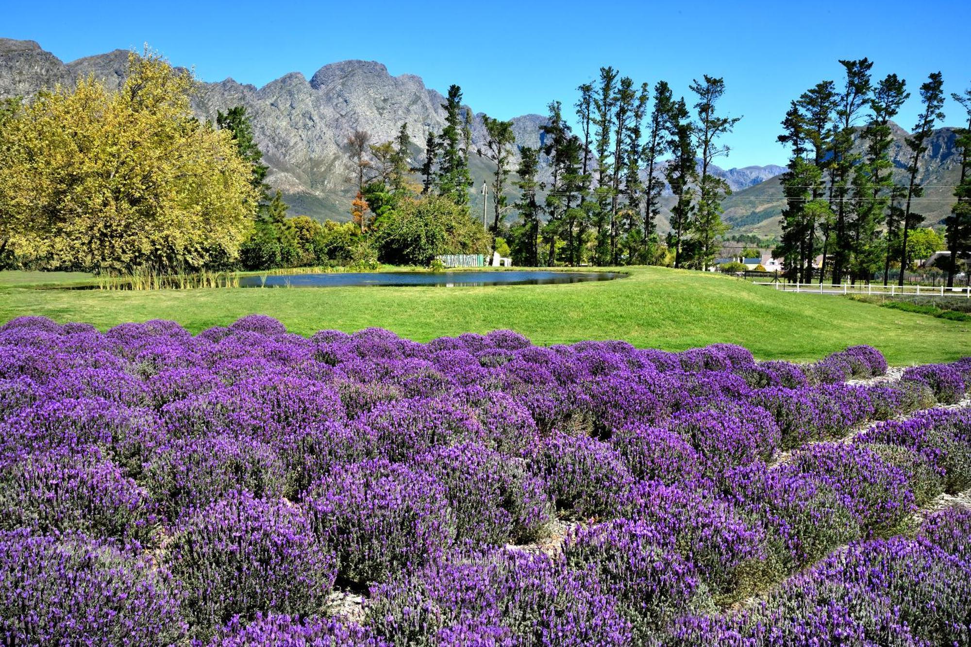 Lavender Farm Boutique Guest House Franschhoek Luaran gambar