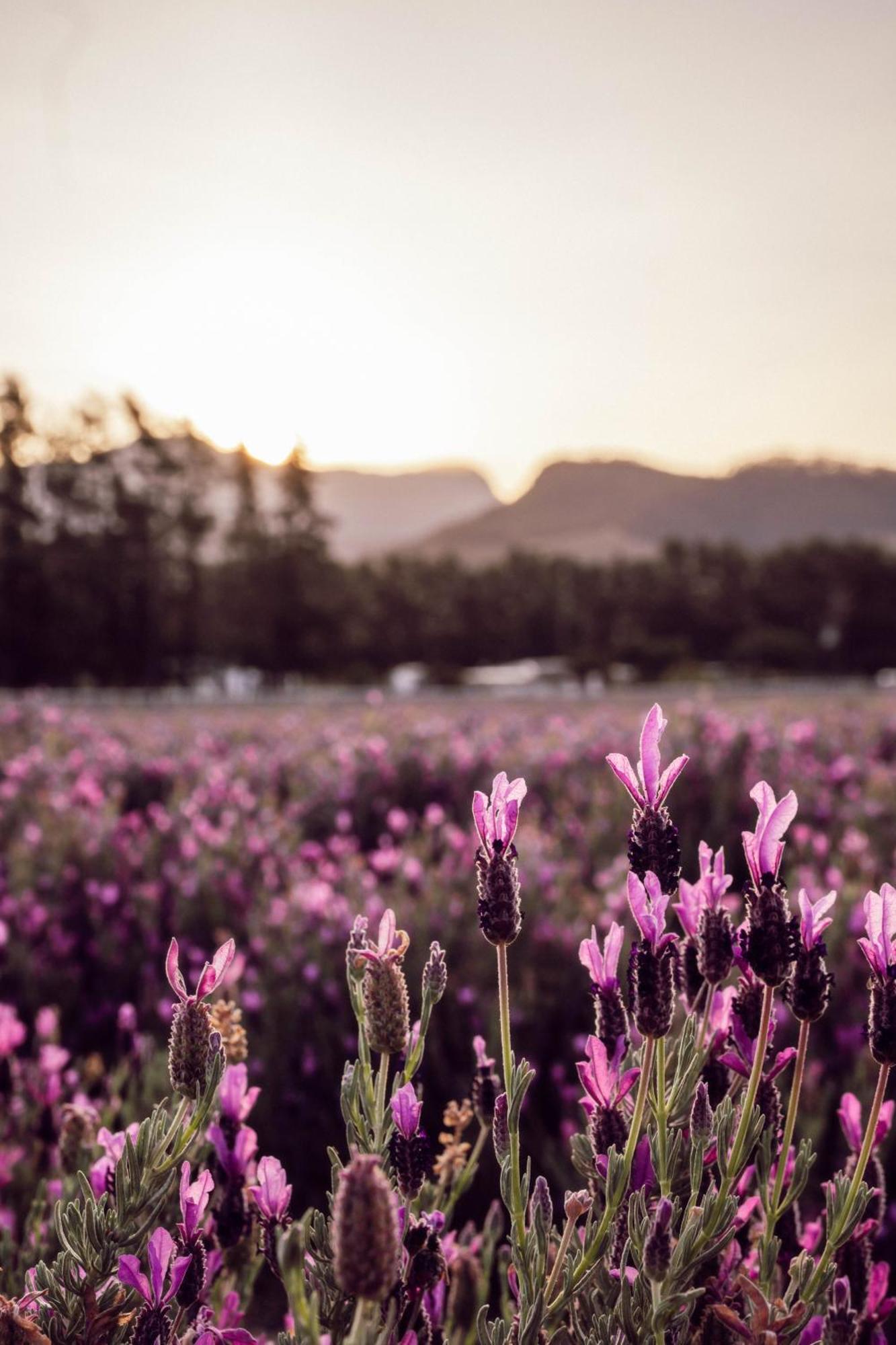 Lavender Farm Boutique Guest House Franschhoek Luaran gambar