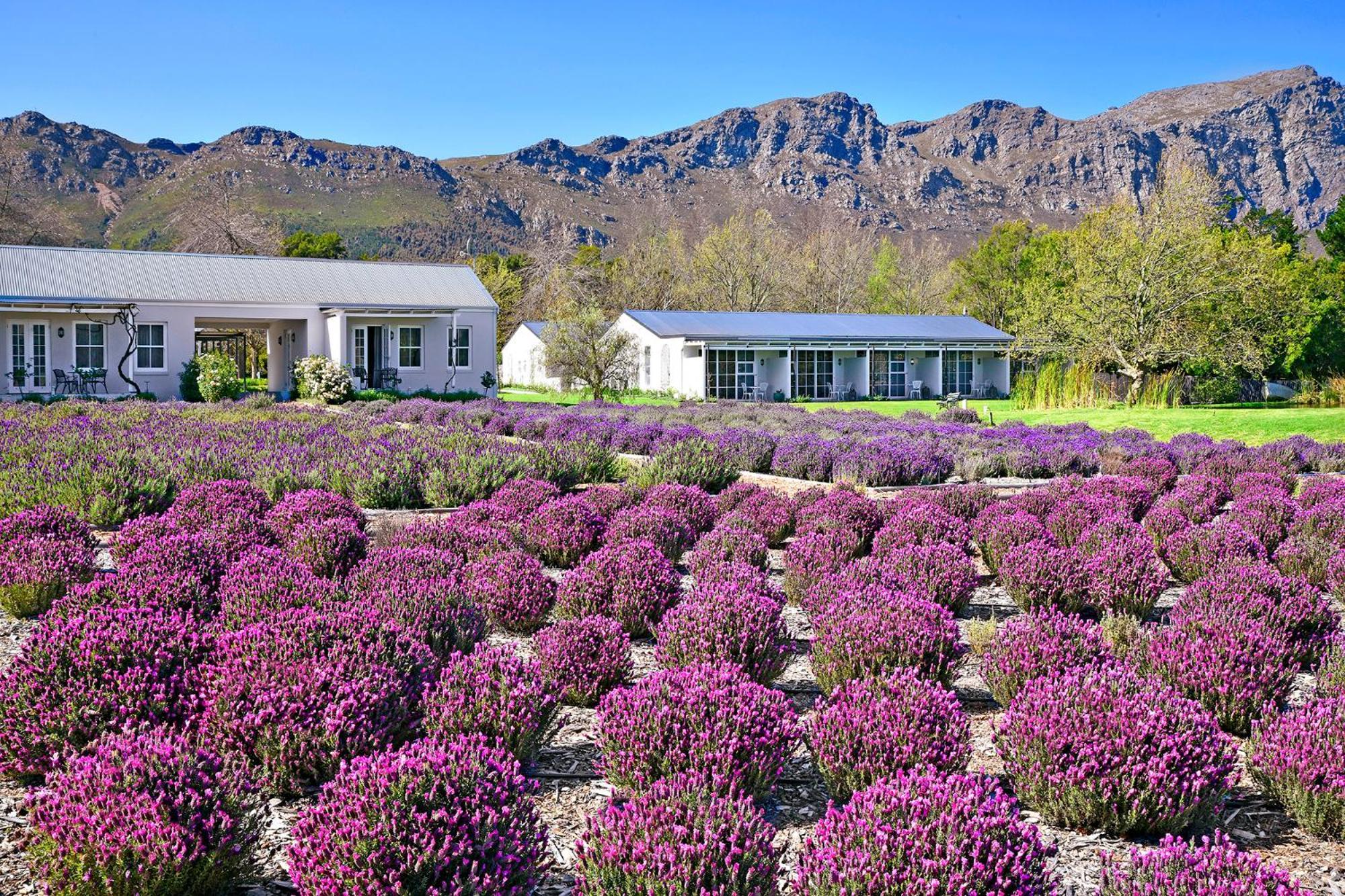 Lavender Farm Boutique Guest House Franschhoek Luaran gambar