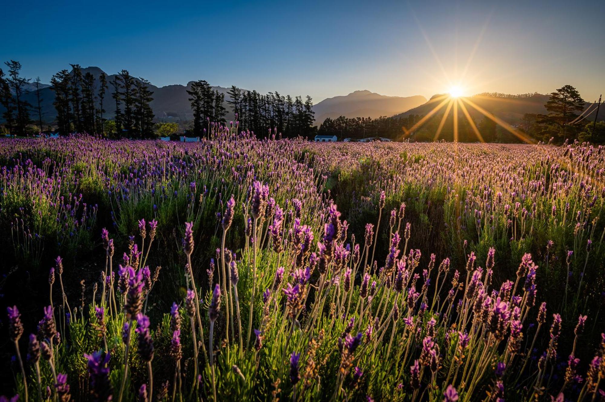 Lavender Farm Boutique Guest House Franschhoek Luaran gambar