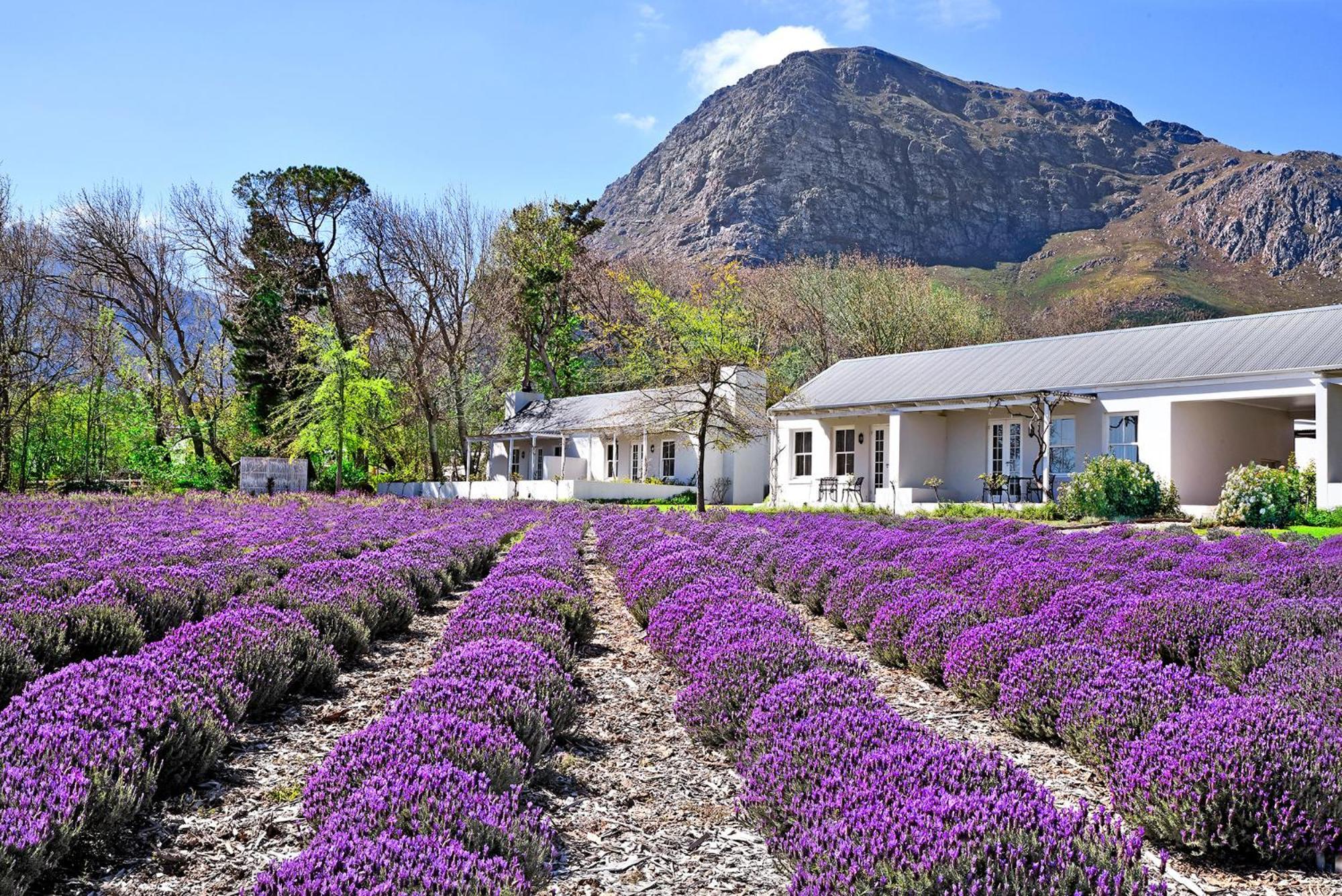 Lavender Farm Boutique Guest House Franschhoek Luaran gambar