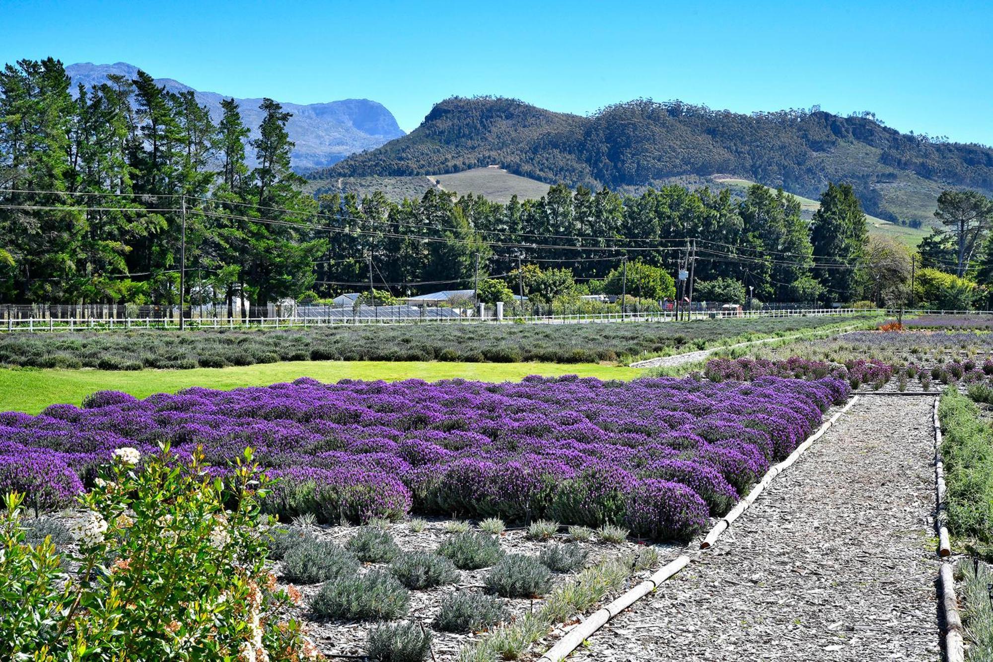 Lavender Farm Boutique Guest House Franschhoek Luaran gambar